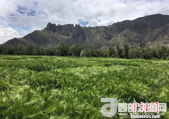 2017年西藏青稞總產(chǎn)量達到79萬噸，占糧食總產(chǎn)量的77%。圖為西藏青稞?！⊥跤窳?攝