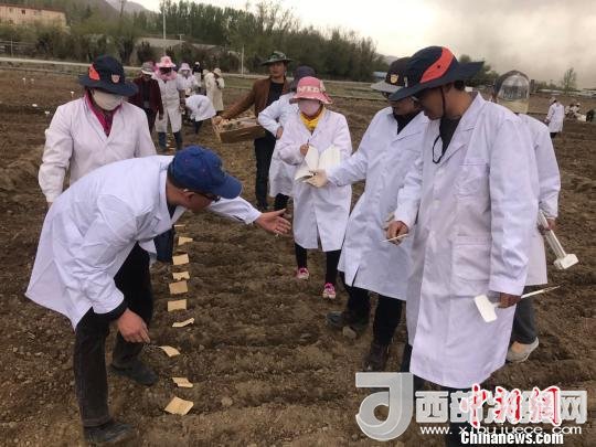 圖為研究員實地調(diào)研青稞生長土壤。　王玉林 攝