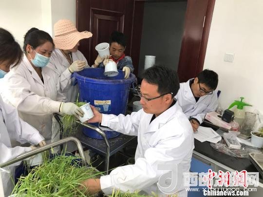 圖為研究員正在調(diào)查青稞感染白粉病情況?！⊥跤窳?攝