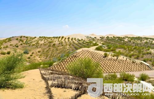 達拉特旗庫布其沙漠染綠。吳勇攝