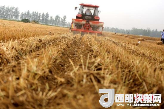 資料圖：收割機進行機械化收割。<a target='_blank'  data-cke-saved- >中新社</a>記者 王中舉 攝