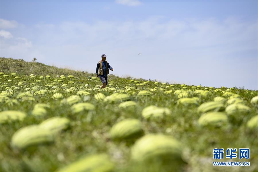 （壯麗70年·奮斗新時代——共和國發(fā)展成就巡禮·圖文互動）（4）生態(tài)美、百姓富——品讀嶄新“寧夏畫卷”