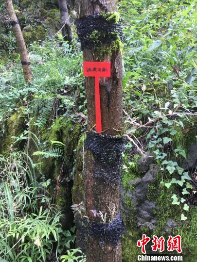 貴州同威生物科技有限公司鐵皮石斛種植?！≈軏?攝