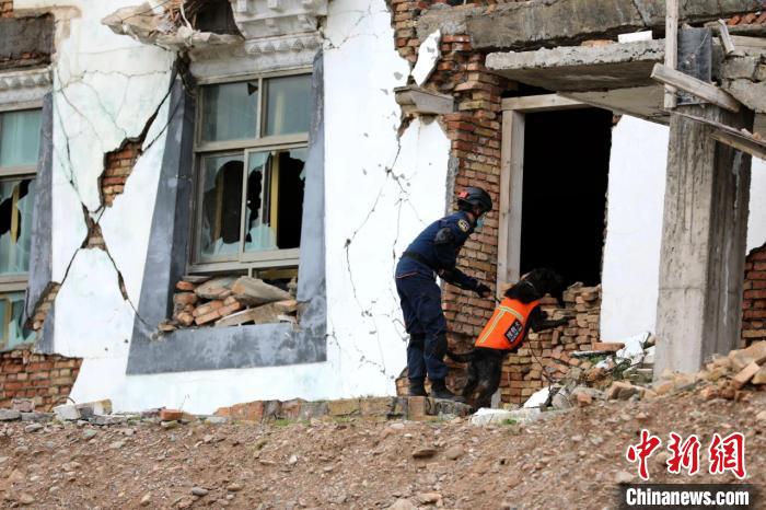 圖為搜救犬進(jìn)行模擬搜救。青海省應(yīng)急廳