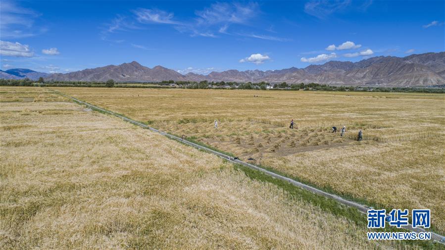 （新華全媒頭條·走向我們的小康生活·圖文互動(dòng)）（11）扎西德勒，我們的新家園——西藏易地扶貧搬遷搬出幸福美好新生活